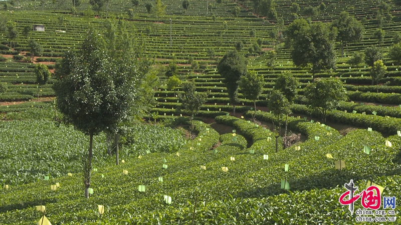 茶叶变“金叶” 普洱思茅有机茶产业链发展迈向“快车道”